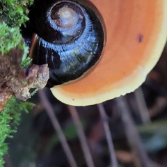 Victaphanta compacta
