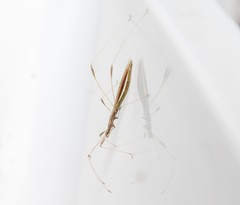 Neides aduncus
