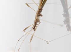 Neides aduncus
