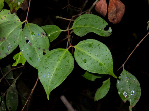 Rhodamnia maideniana C.T.White