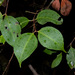 Rhodamnia maideniana - Photo (c) Craig Robbins, μερικά δικαιώματα διατηρούνται (CC BY-NC), uploaded by Craig Robbins