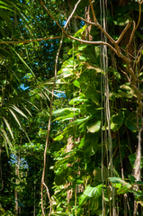 Epipremnum