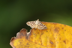 Spilomela discordens