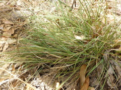 Lomandra collina