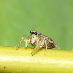 Heliophanus transvaalicus