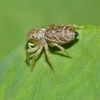 Transvaal Sun Jumping Spider - Photo no rights reserved, uploaded by Jonathan Whitaker