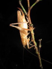 Barbaragraecia richardsoni