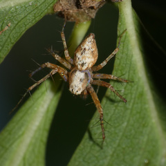 Oxyopes