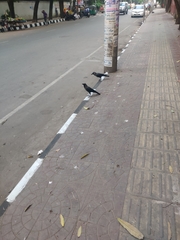 Corvus splendens