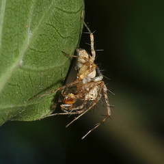 Oxyopes