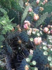 Opuntia rastrera