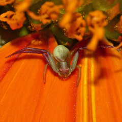 Misumenops rubrodecoratus