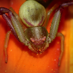 Misumenops rubrodecoratus