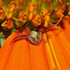Misumenops rubrodecoratus