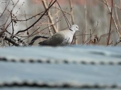 Streptopelia decaocto