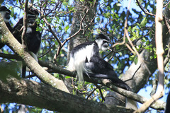 Colobus guereza matschiei