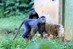 Cercopithecus mitis stuhlmanni