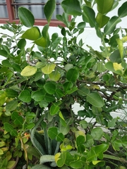 Citrus hystrix
