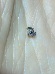 Araneus rotundulus
