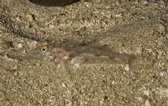 Fusigobius
