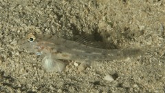 Fusigobius