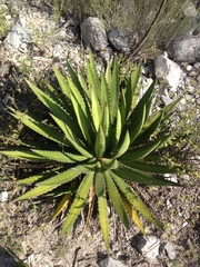 Agave univittata