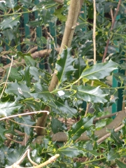 Ilex aquifolium