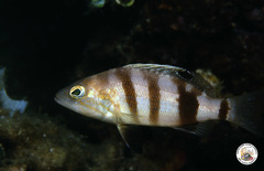 Serranus hepatus