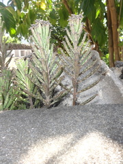 Kalanchoe delagoensis