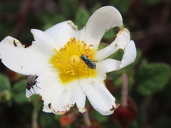Clanoptilus abdominalis