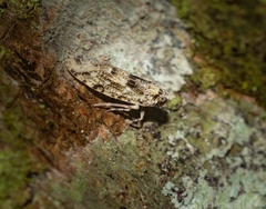 Plectoderini