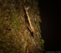 Hypatima spathota