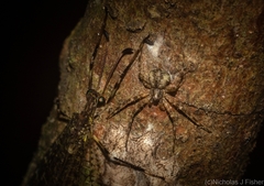 Tamopsis brachycauda