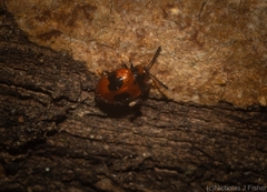 Stenotarsus bimaculipennis