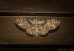 Gymnoscelis derogata