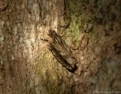 Metrioglypha phyllodes