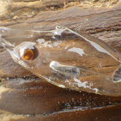 Common Salp photo 4