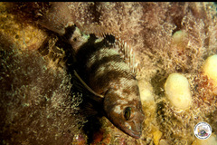 Serranus hepatus