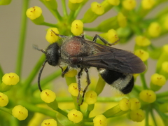 Ronisia