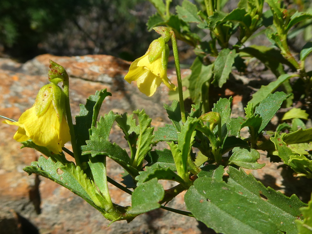 cumin hermannia