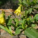 Cumin Hermannia - Photo (c) Petra Broddle, some rights reserved (CC BY-NC), uploaded by Petra Broddle