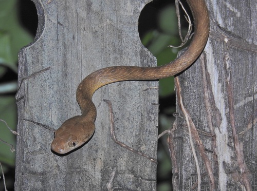 Brown Tree Snake sighting