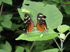 Mechanitis polymnia isthmia