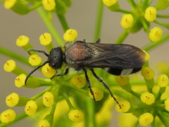 Ronisia