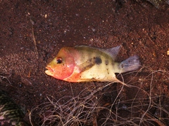 Amphilophus citrinellus