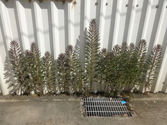 Kalanchoe × houghtonii