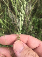 Eragrostis parviflora