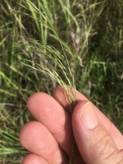 Eragrostis parviflora