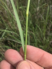 Eragrostis parviflora