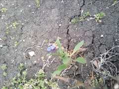 Anchusa arvensis orientalis